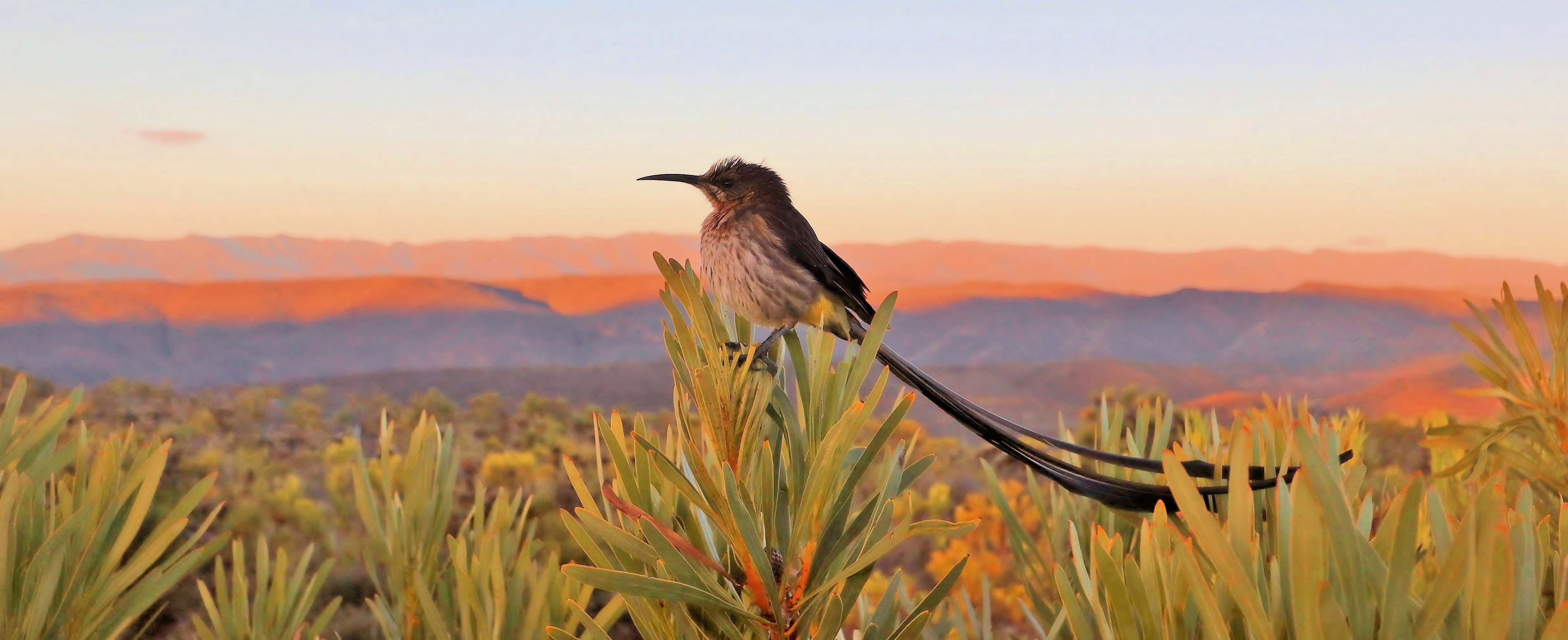Bird at sunrise