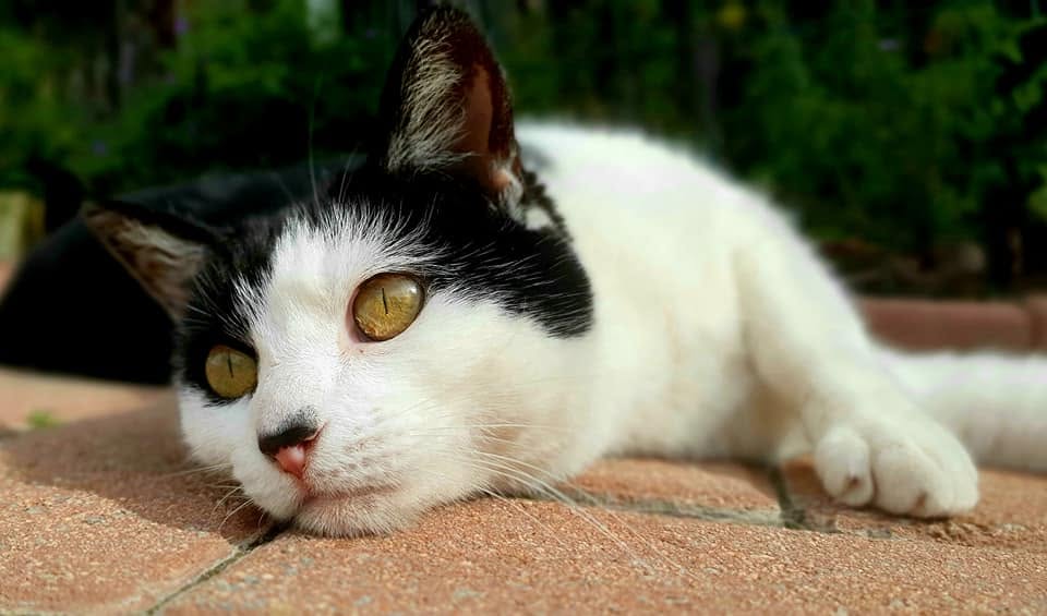 Mittens