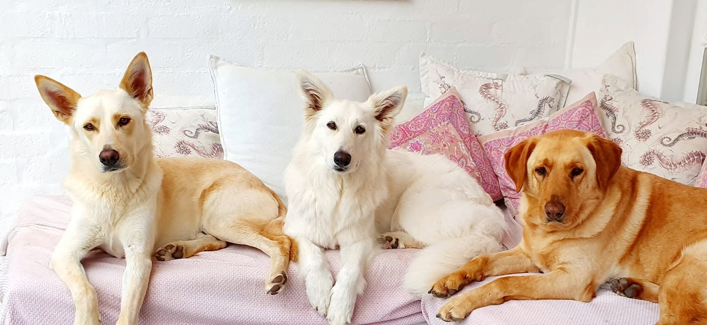 Bailey, Moon and Storm